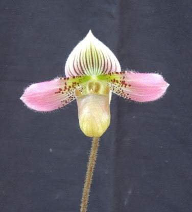 Paphiopedilum acmodontum