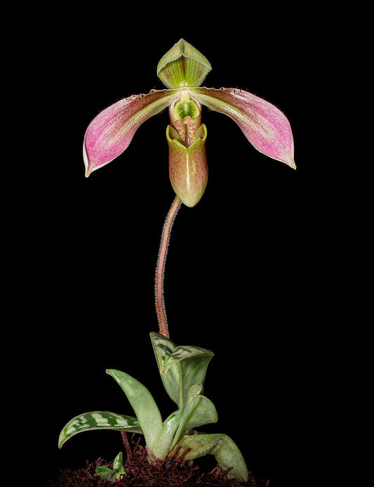 Paphiopedilum appletonianum