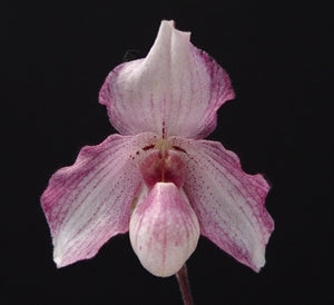 Paphiopedilum Black Diamond