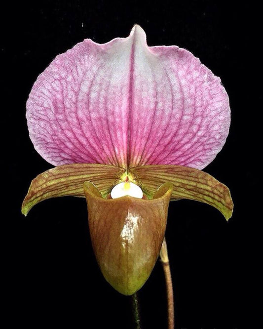 Paphiopedilum charlesworthii ‘Haley Suzanne’ x sib ('Red Wings' x 'Ruby Red')
