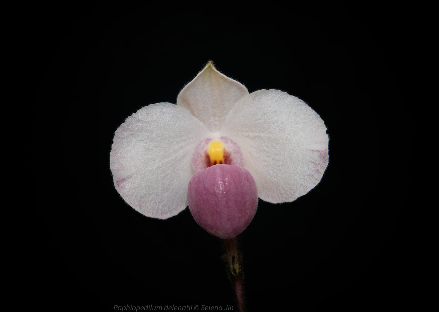 Paphiopedilum delenatii