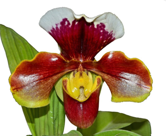 Paphiopedilum Enzan Kitty x Tree of Enzan