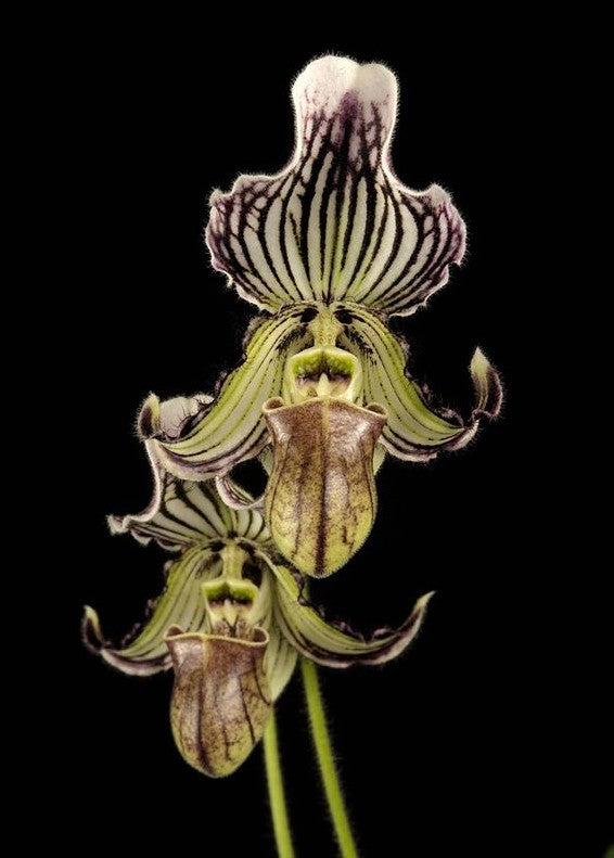 Paphiopedilum fairrieanum 'Tower' x ('Better Half Yet' x self)
