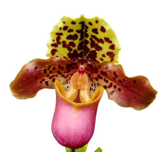 Paphiopedilum henryanum 'Horatio' x 'Wow'