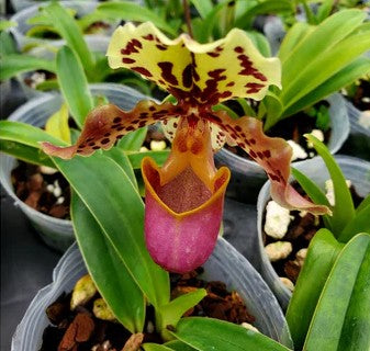 Paphiopedilum henryanum 'Horatio' x 'Wow'
