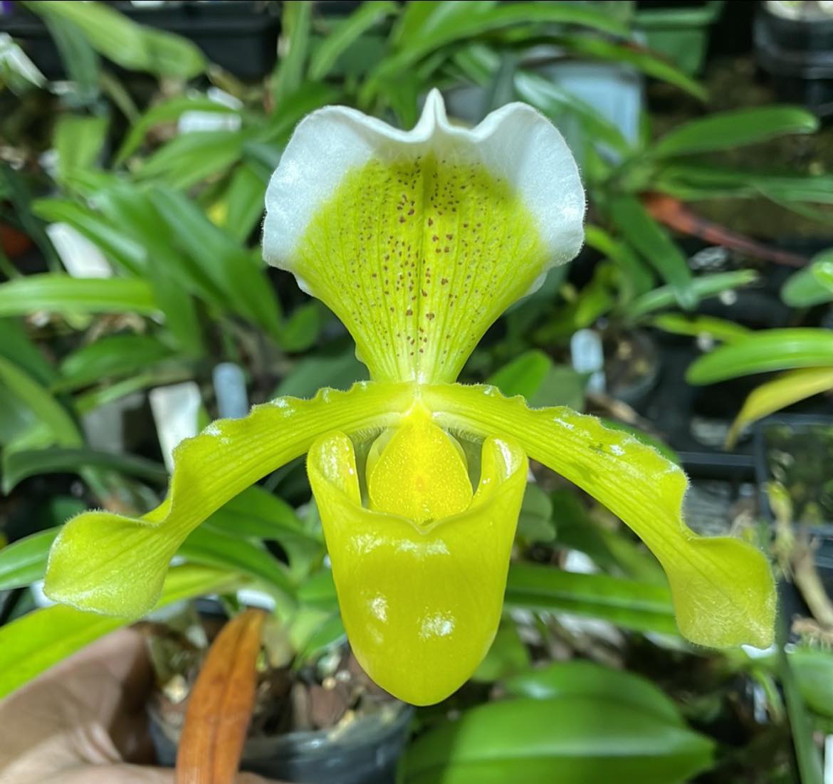 Paphiopedilum insigne var. sanderae