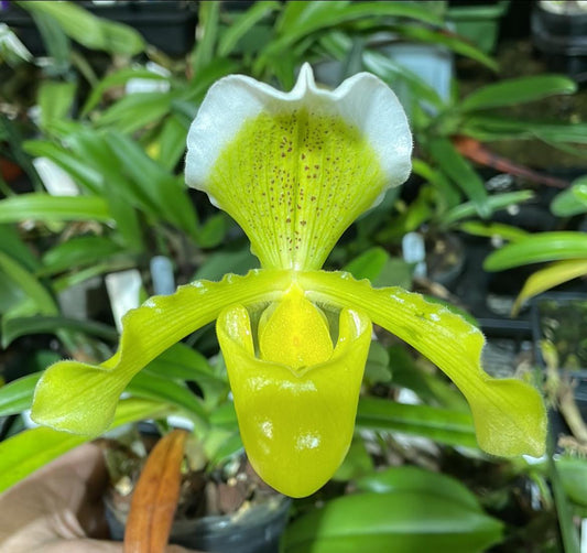Paphiopedilum insigne var. sanderae