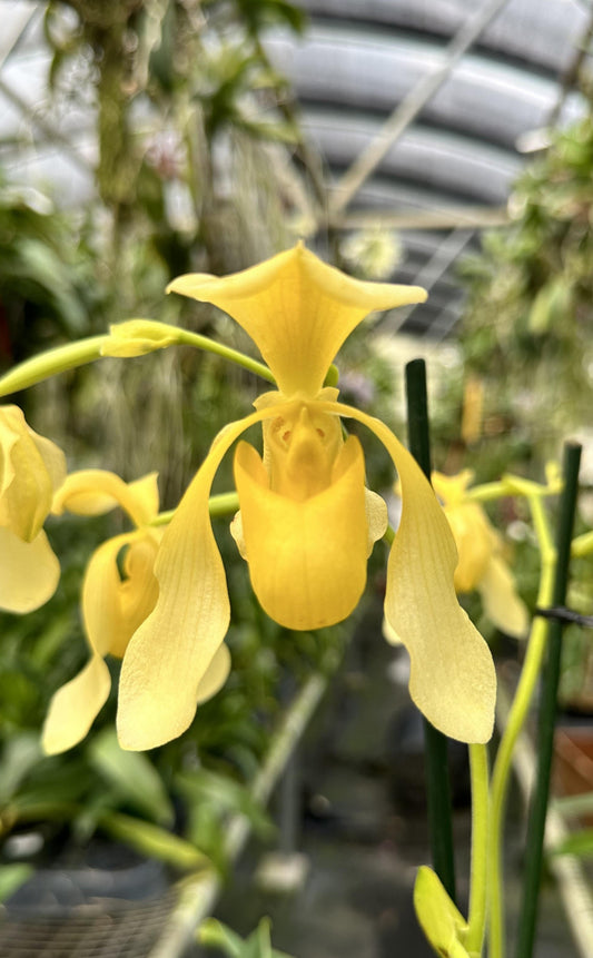 Paphiopedilum QF Yellow Bird