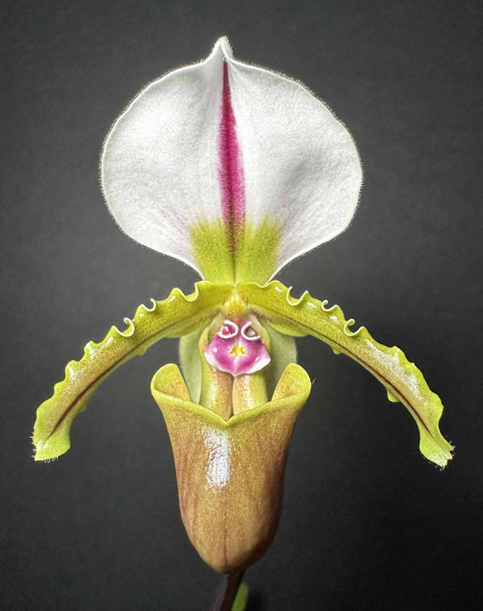 Paphiopedilum spicerianum x sib
