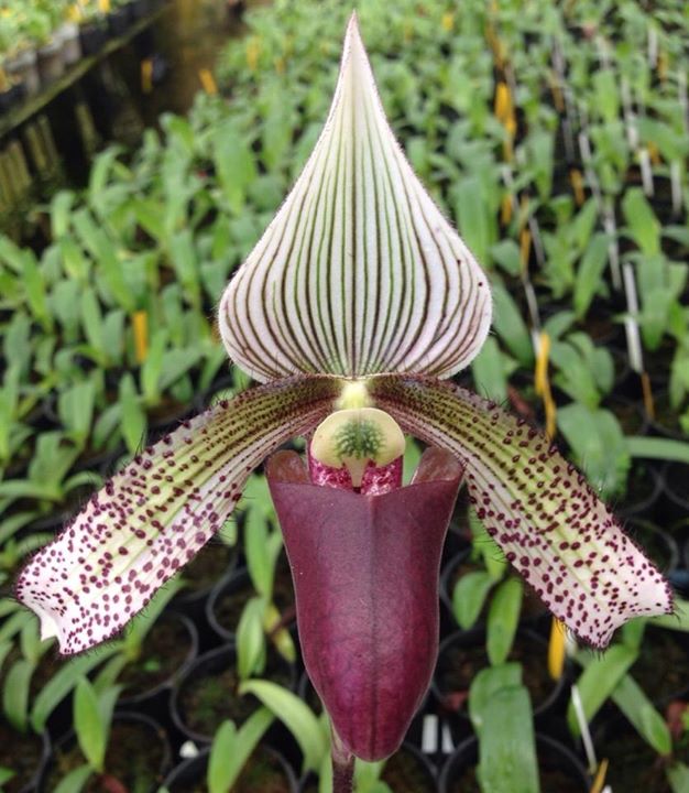 Paphiopedilum superbiens x sib