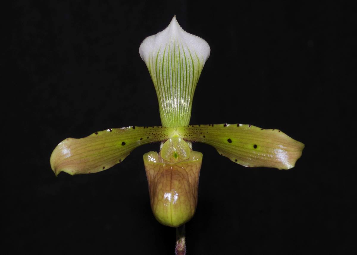 Paphiopedilum tonsum var. curtisifolium 'Frenchtown'