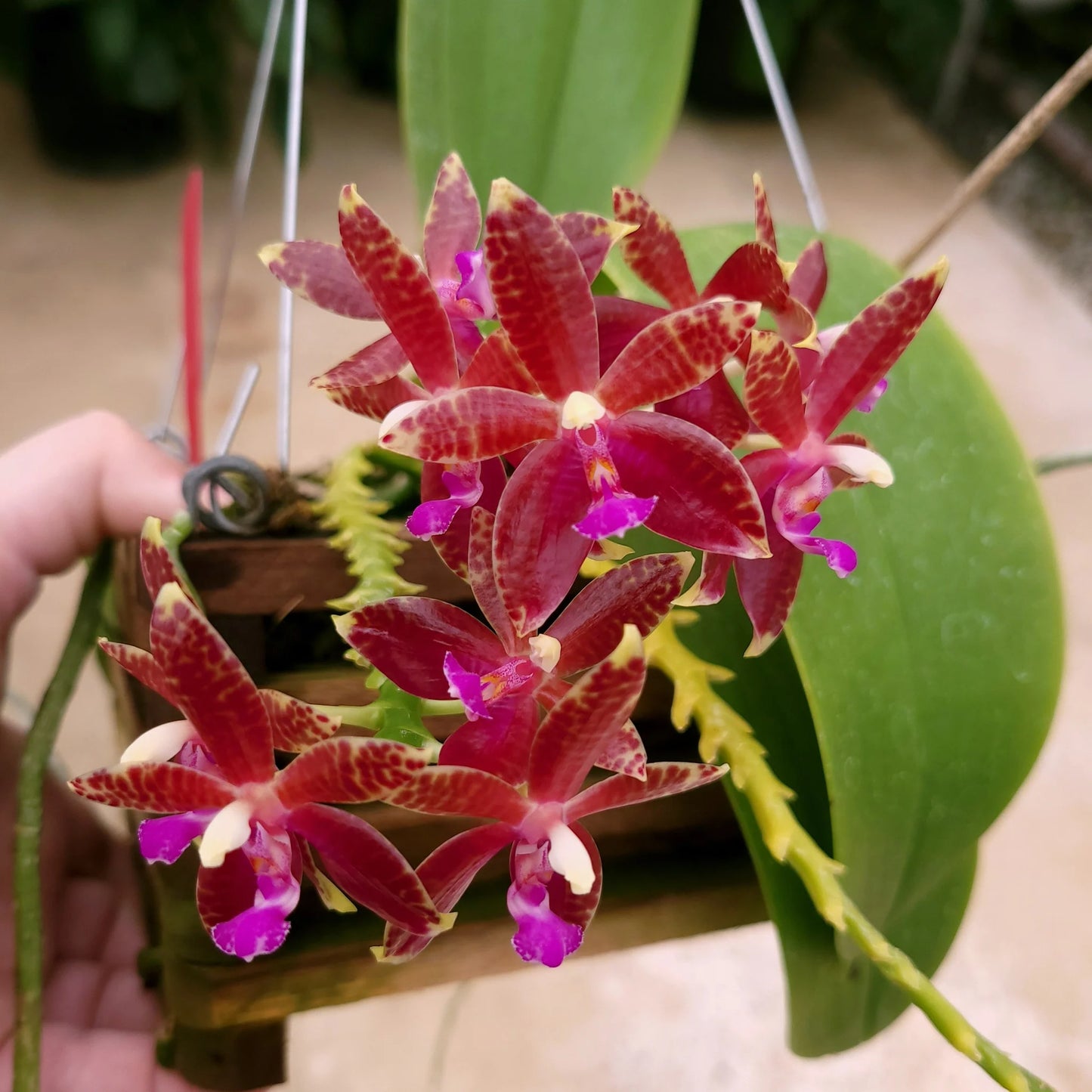 Phalaenopsis Corning-Cervi