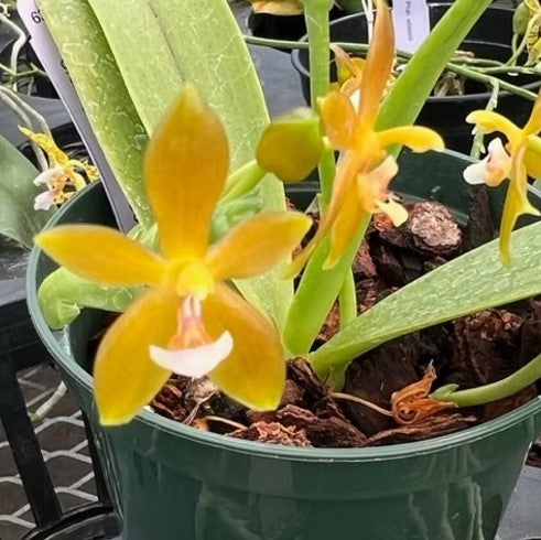 Phalaenopsis cornu cervi var. Chattaladae 'Orchidgrove' x self