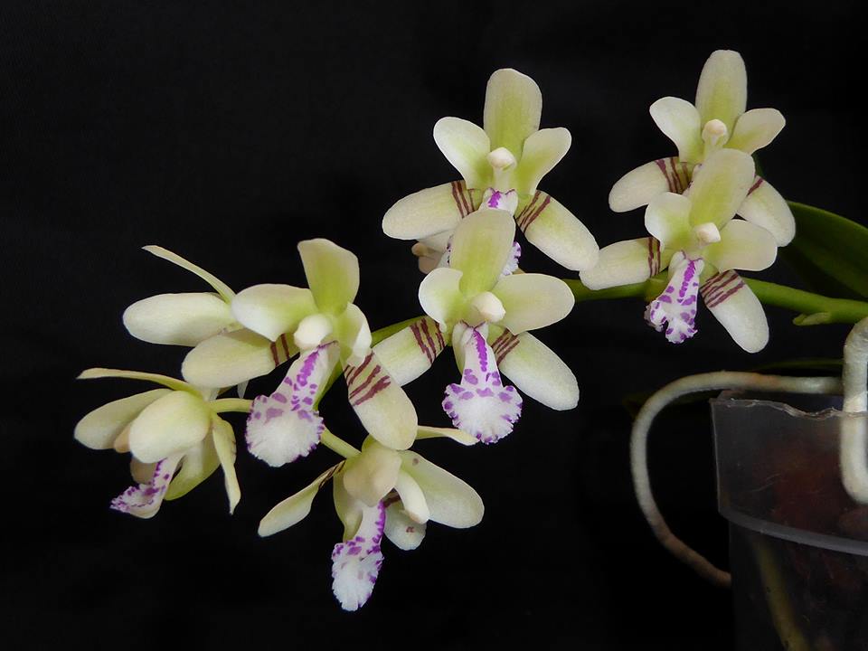 Phalaenopsis japonica