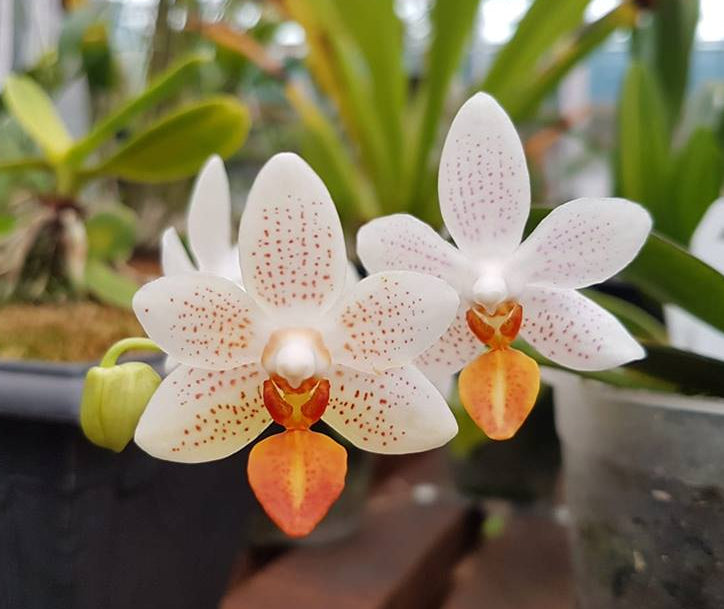 Phalaenopsis Mini Mark