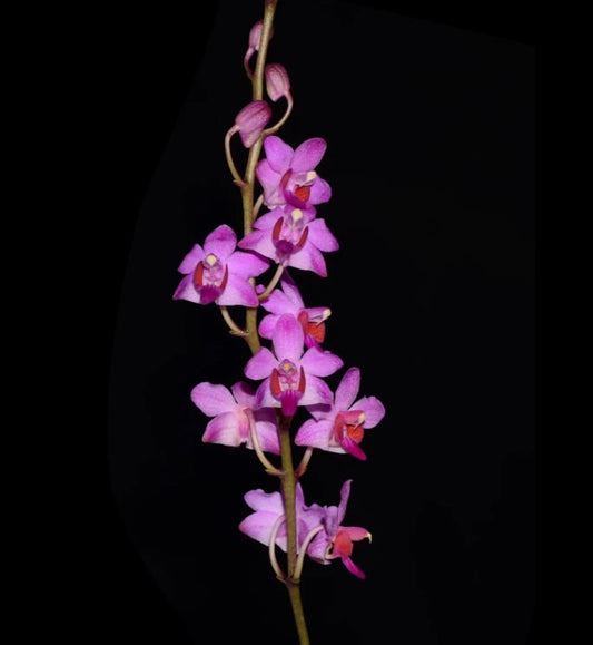 Phalaenopsis pulcherrima var. regnieriana