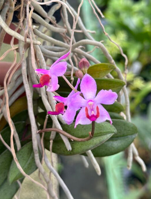 Phalaenopsis pulcherrima var. dwarf