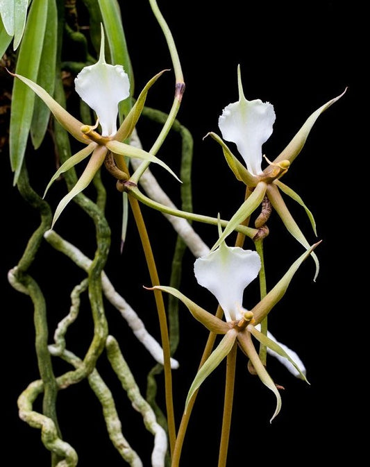 Plectrelminthus caudatus