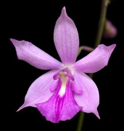 Pseudolaelia irwiniana (syn. blahae)