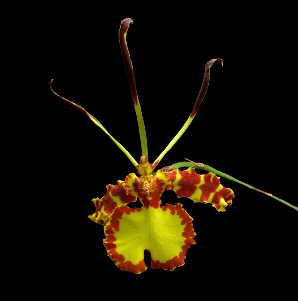 Psychopsis Mendenhall 'Hildos' FCC/AOS