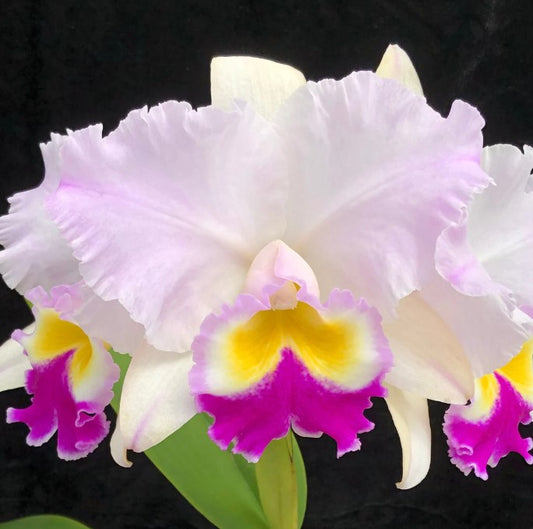 Rhyncholaeliocattleya Dreamspinner 'Volcano Queen'
