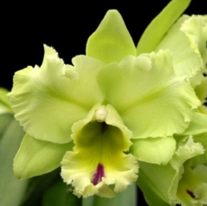 Rhyncholaeliocattleya Magic Meadow 'Napoleon'