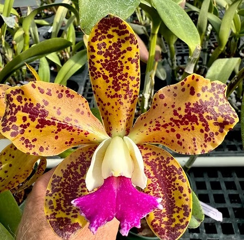 Rhyncholaeliocattleya Maui Dots 'Chocolate Spots'