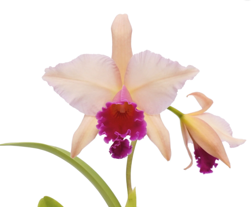 Rhyncatlaelia Niña Bonita