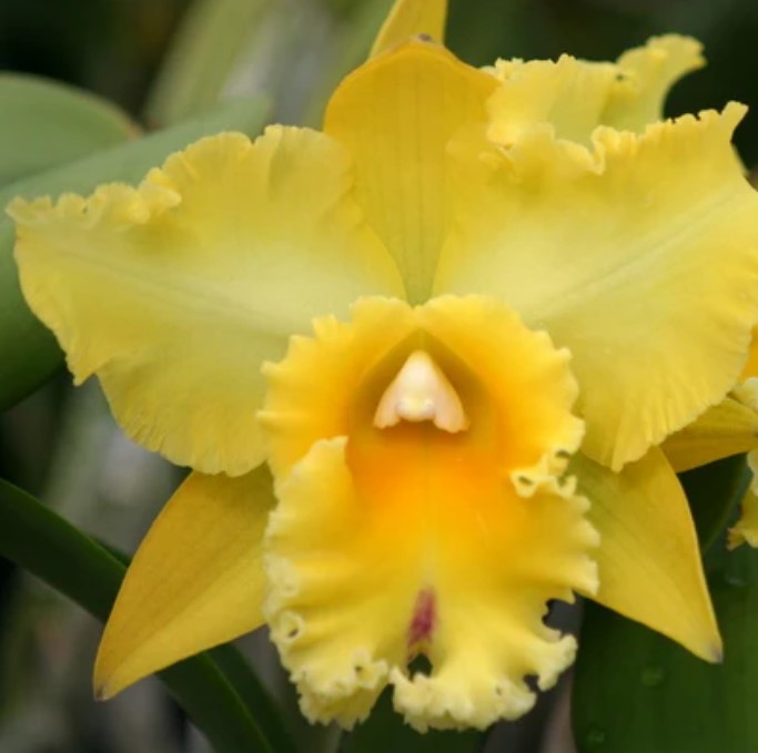 Rhyncholaeliocattleya Yuko Ito 'Volcano Queen'