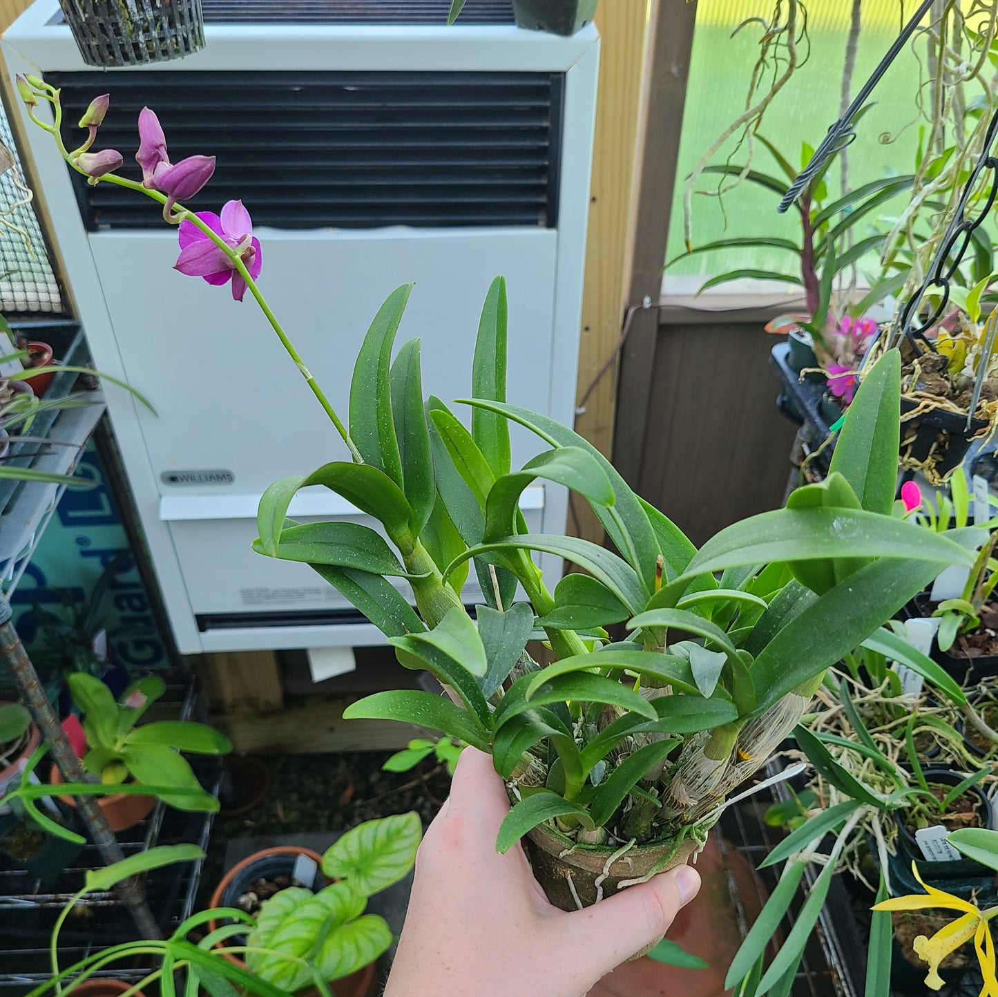 Dendrobium Enobi Purple 'Little Plum'