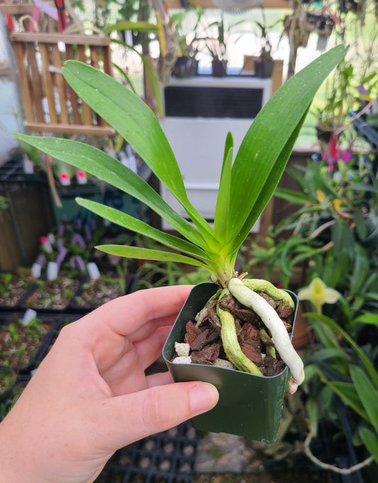 Plectrelminthus caudatus