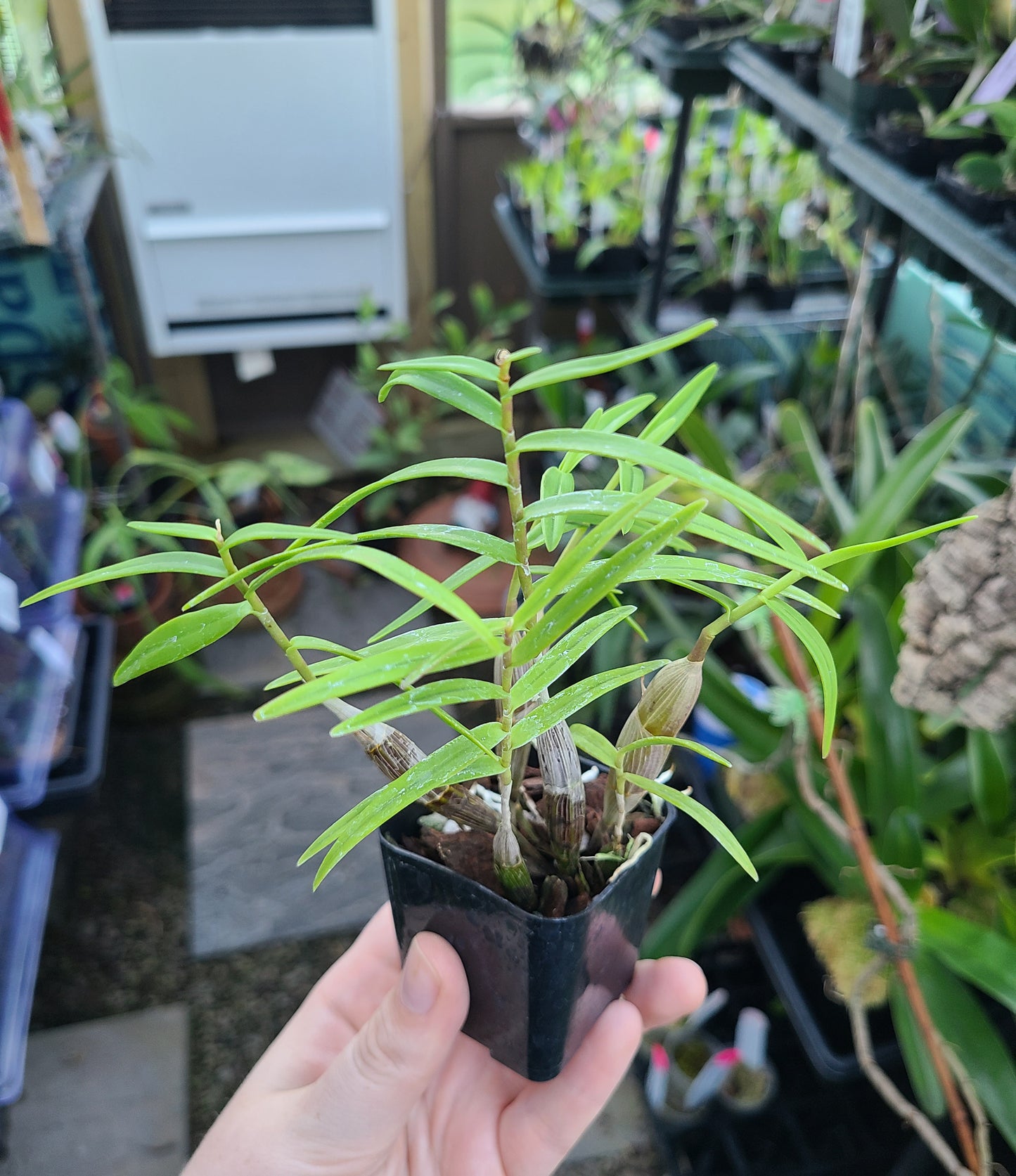 Dendrobium faciferum
