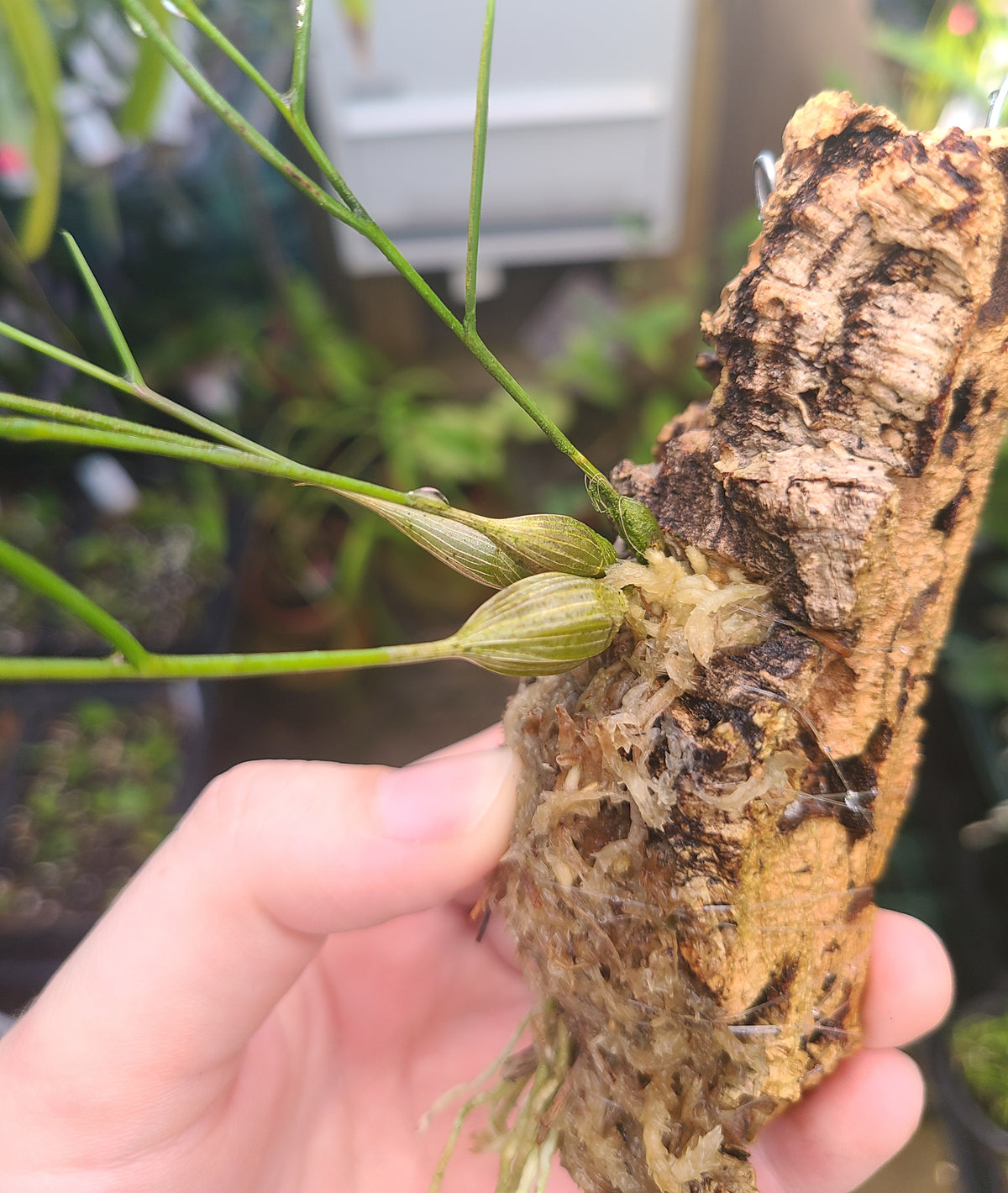 Dendrobium tenellum