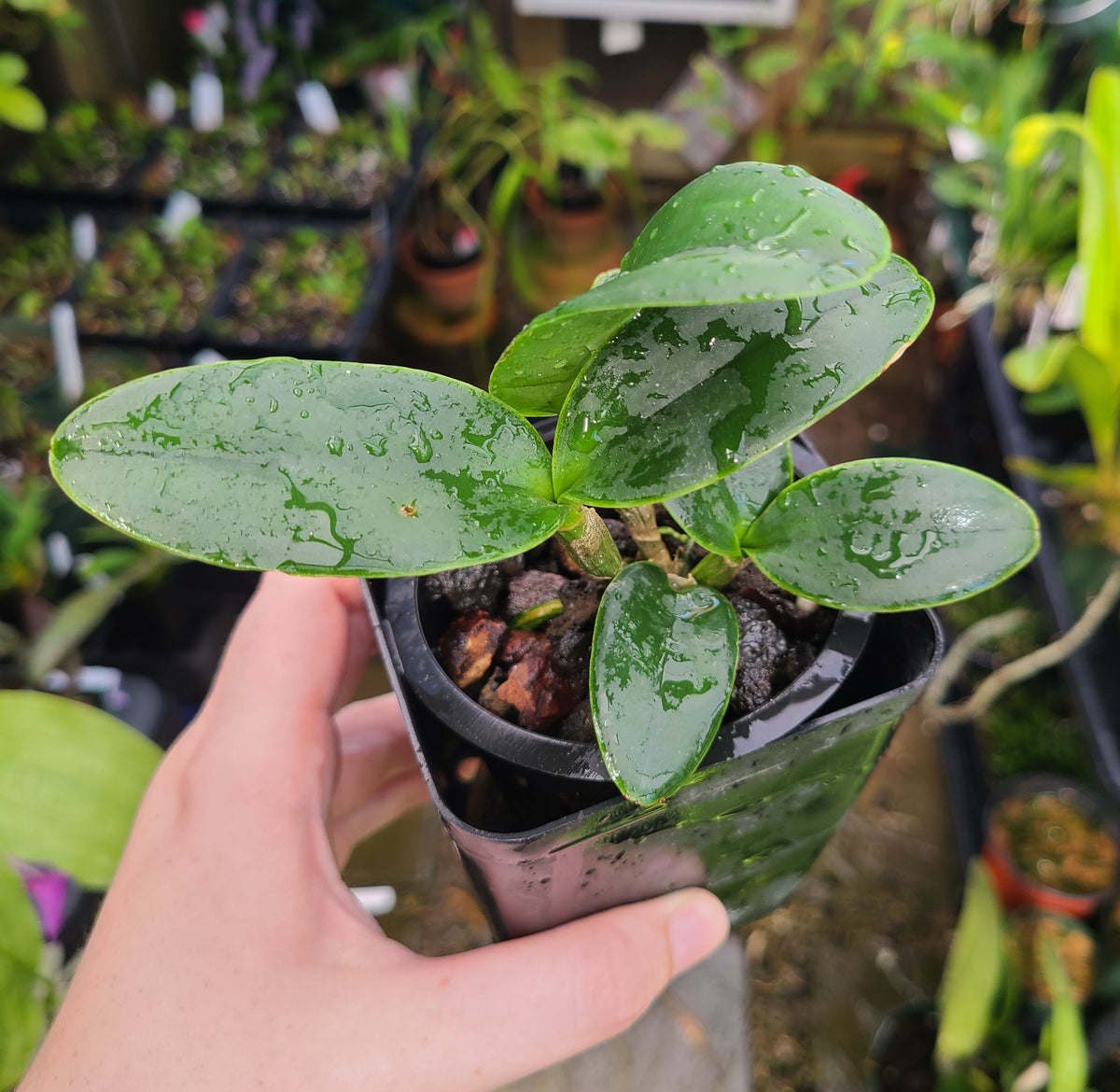 Cattleya Brazilian Star