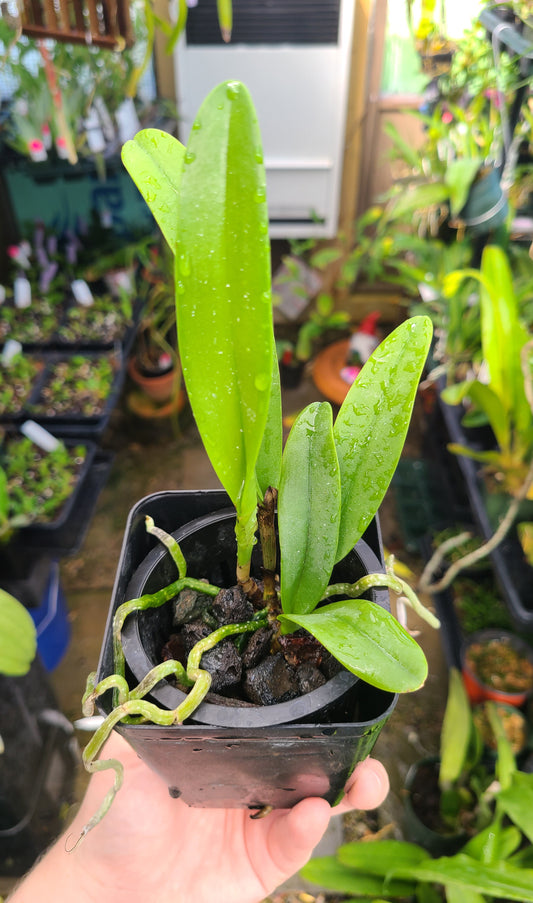 Brassocattleya Keowee 'Mendenhall'