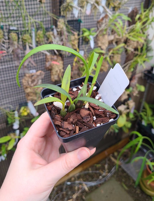 Maxillaria schunkeana