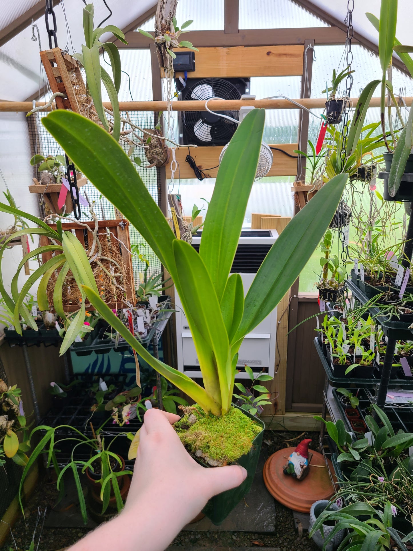 Paphiopedilum QF Yellow Bird