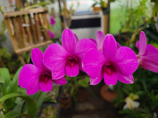 Dendrobium Enobi Purple 'Little Plum'