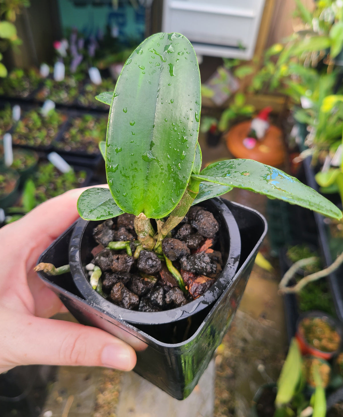 Cattleya Brazilian Star