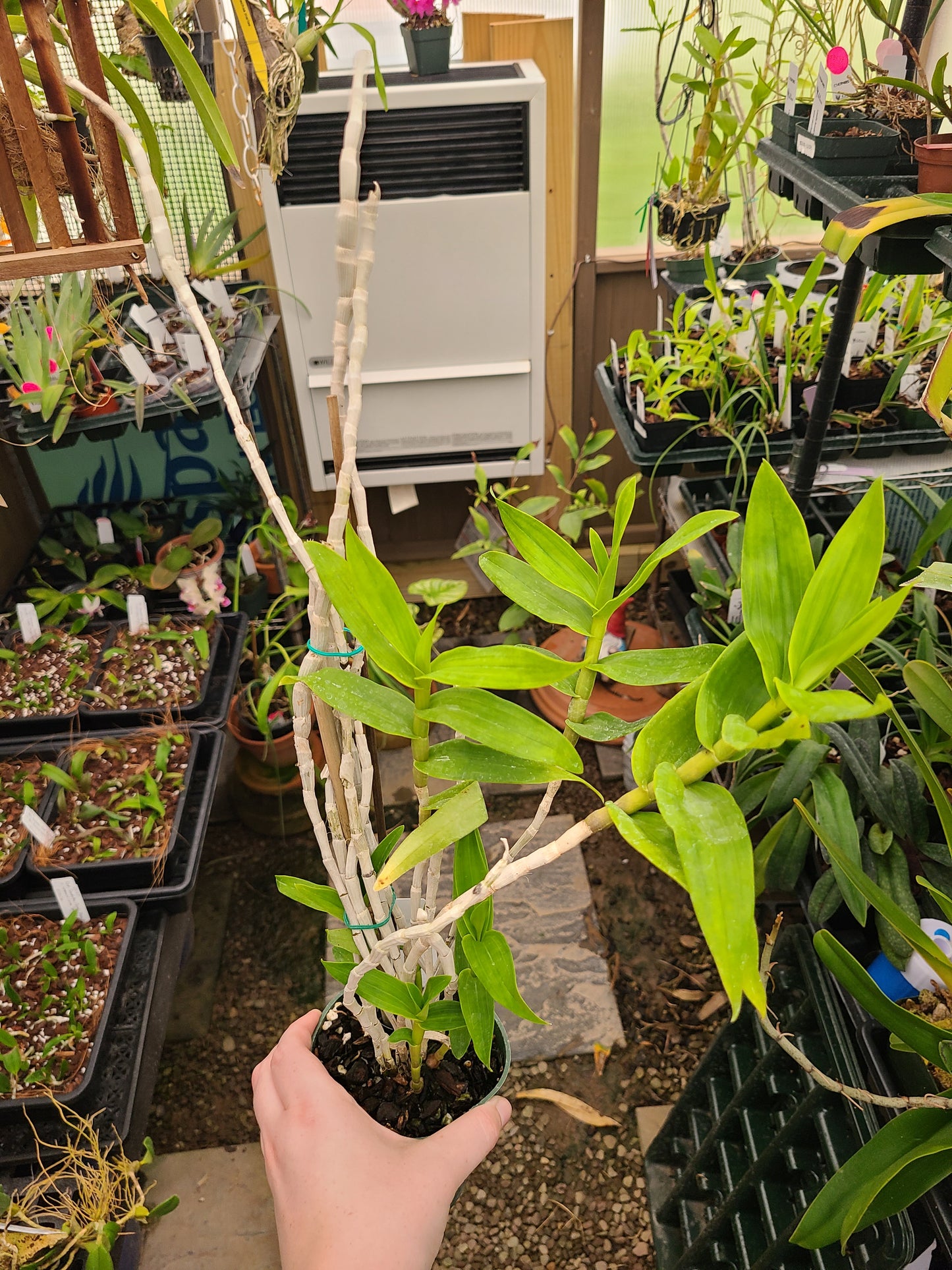 Dendrobium goldschmidtianum (syn. miyakei) x sib ('T3' x 'Hsinying')