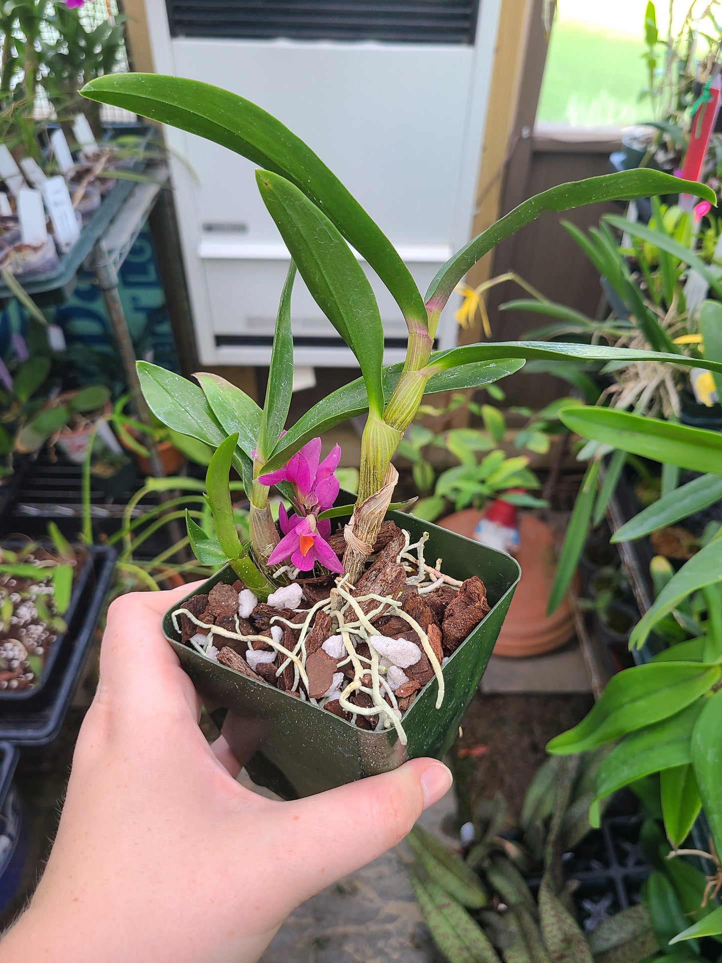 Dendrobium Hibiki 'Pink Passion' AM/AOS
