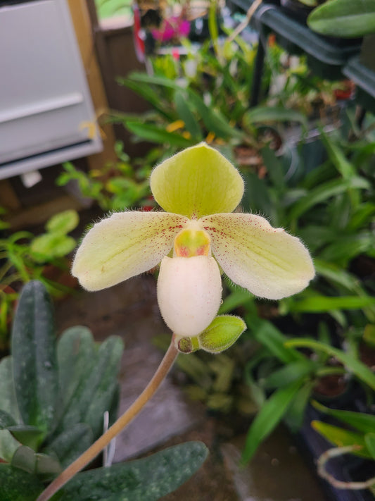 Paphiopedilum God's Pearl