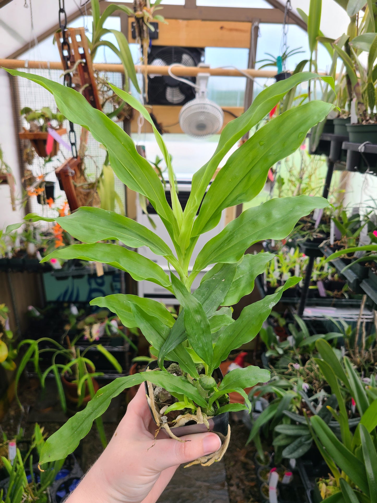 Chysis limminghei 'Valley Isle’ x sib