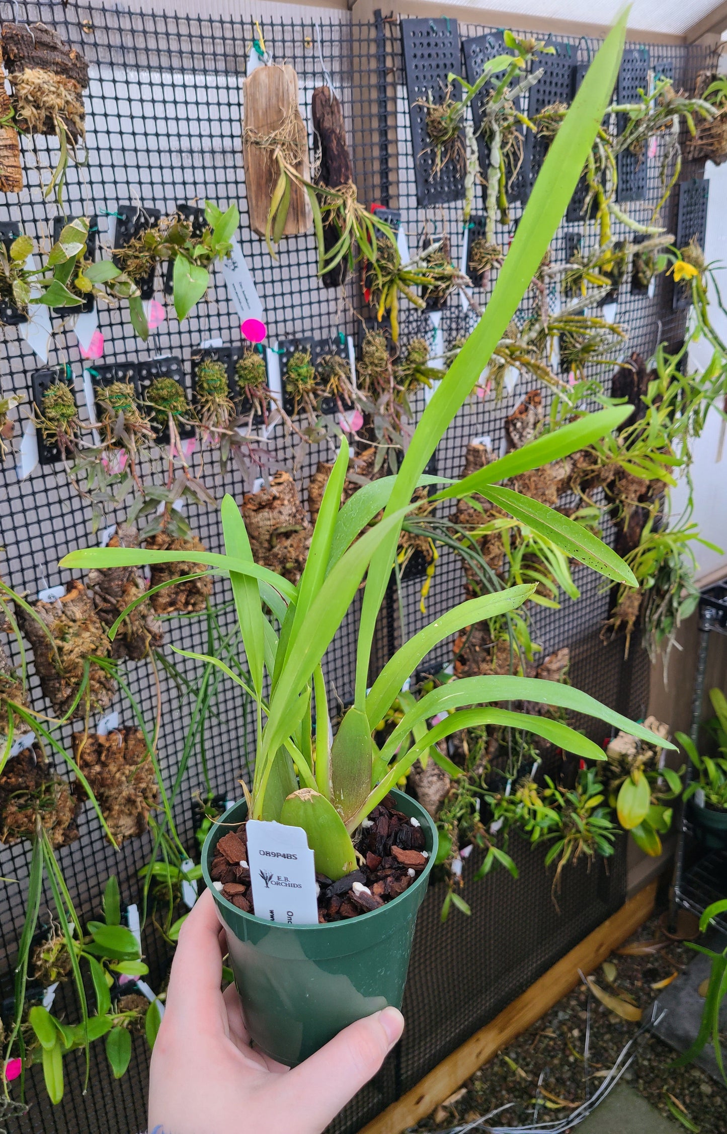 Oncidium Kiss Me
