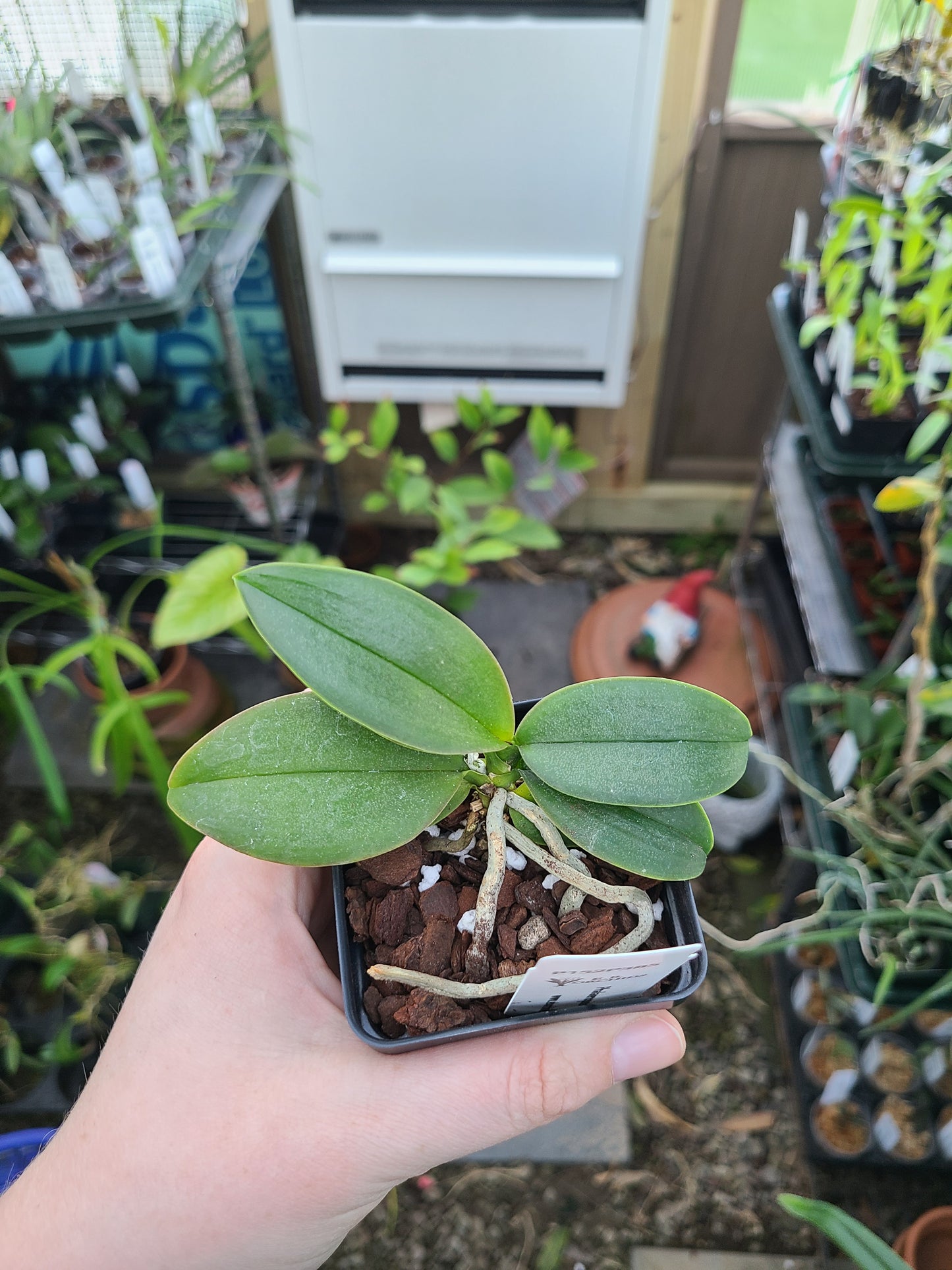 Phalaenopsis Mini Mark