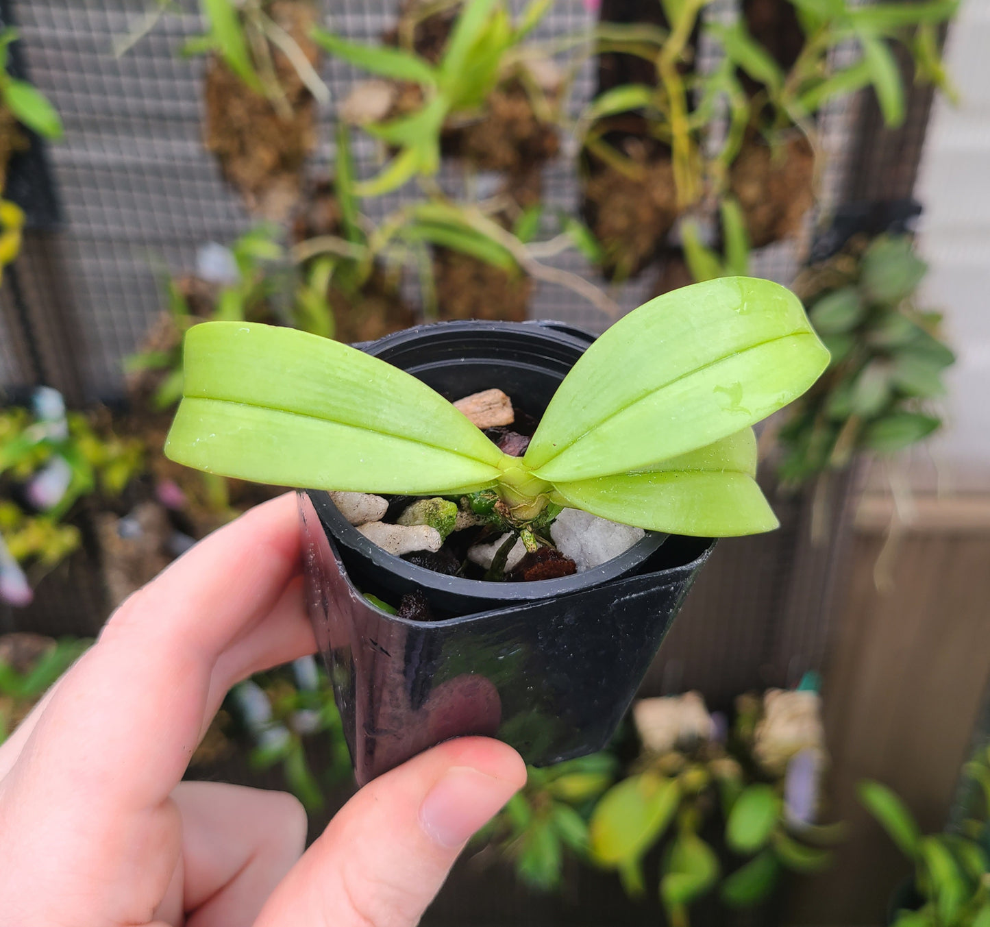 Phalaenopsis mannii