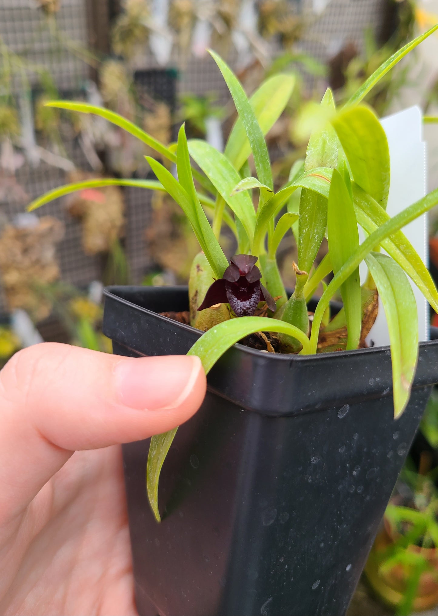 Maxillaria schunkeana