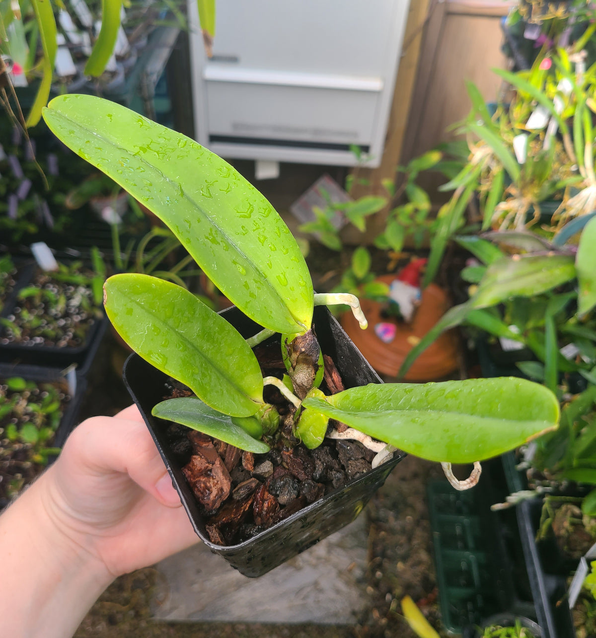 Cattleya labiata var. coerulea 'Blue Hawaii'