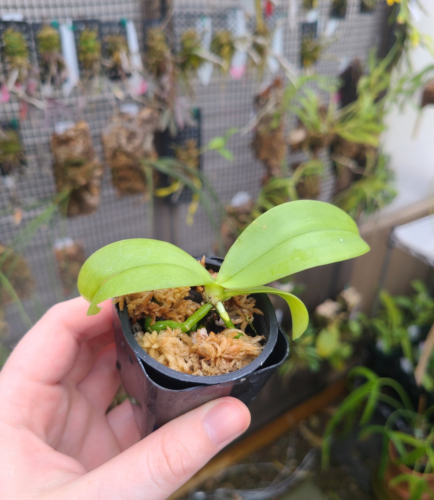 Phalaenopsis mannii