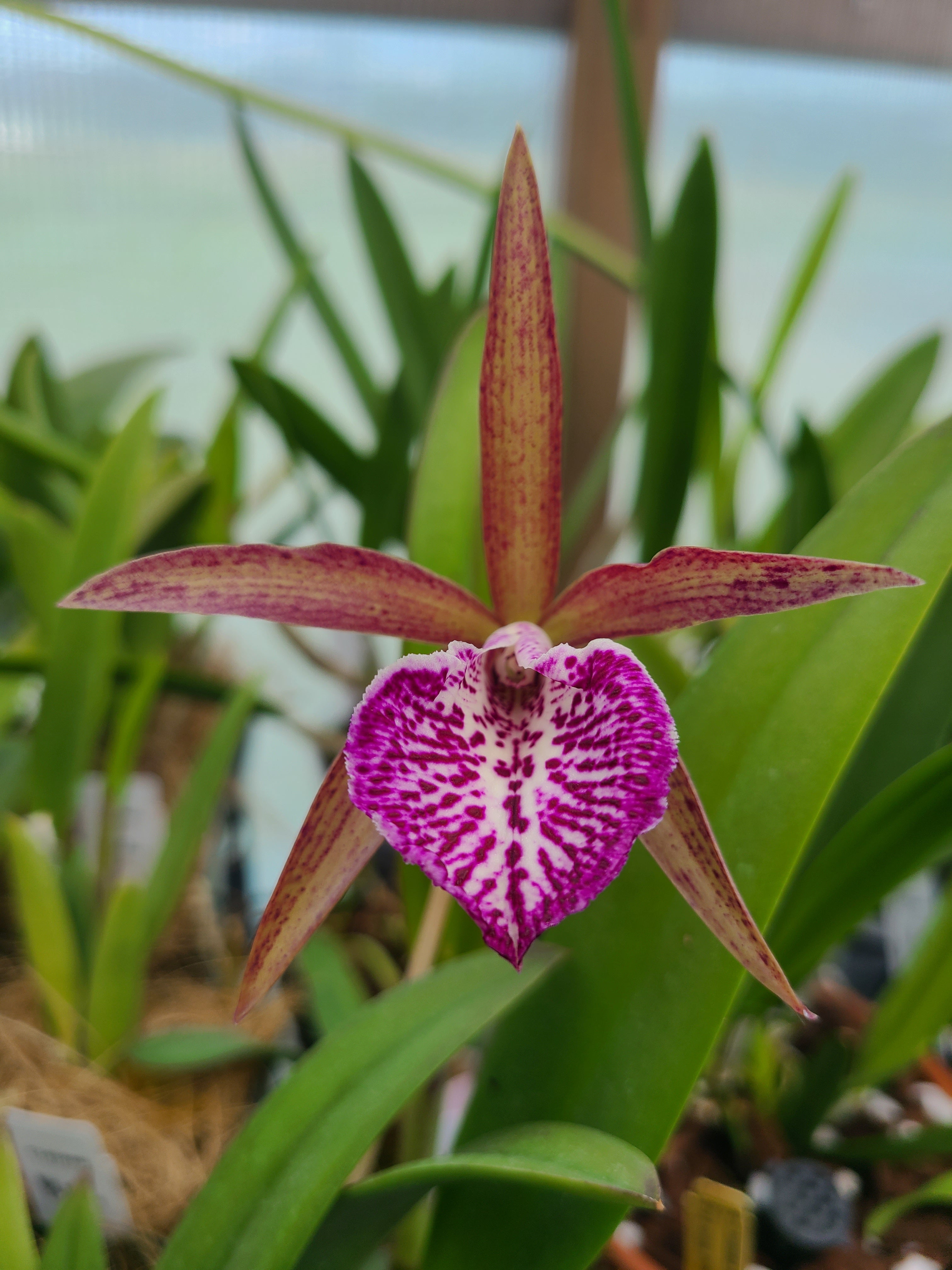 Brassocattleya Valencia Beauty – E.B. Orchids